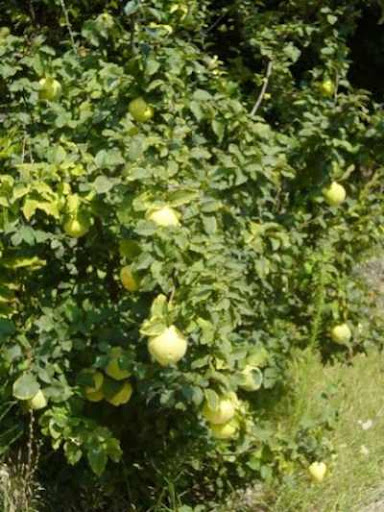 ����� ���� ����� ������� Cydonia oblongaO.j